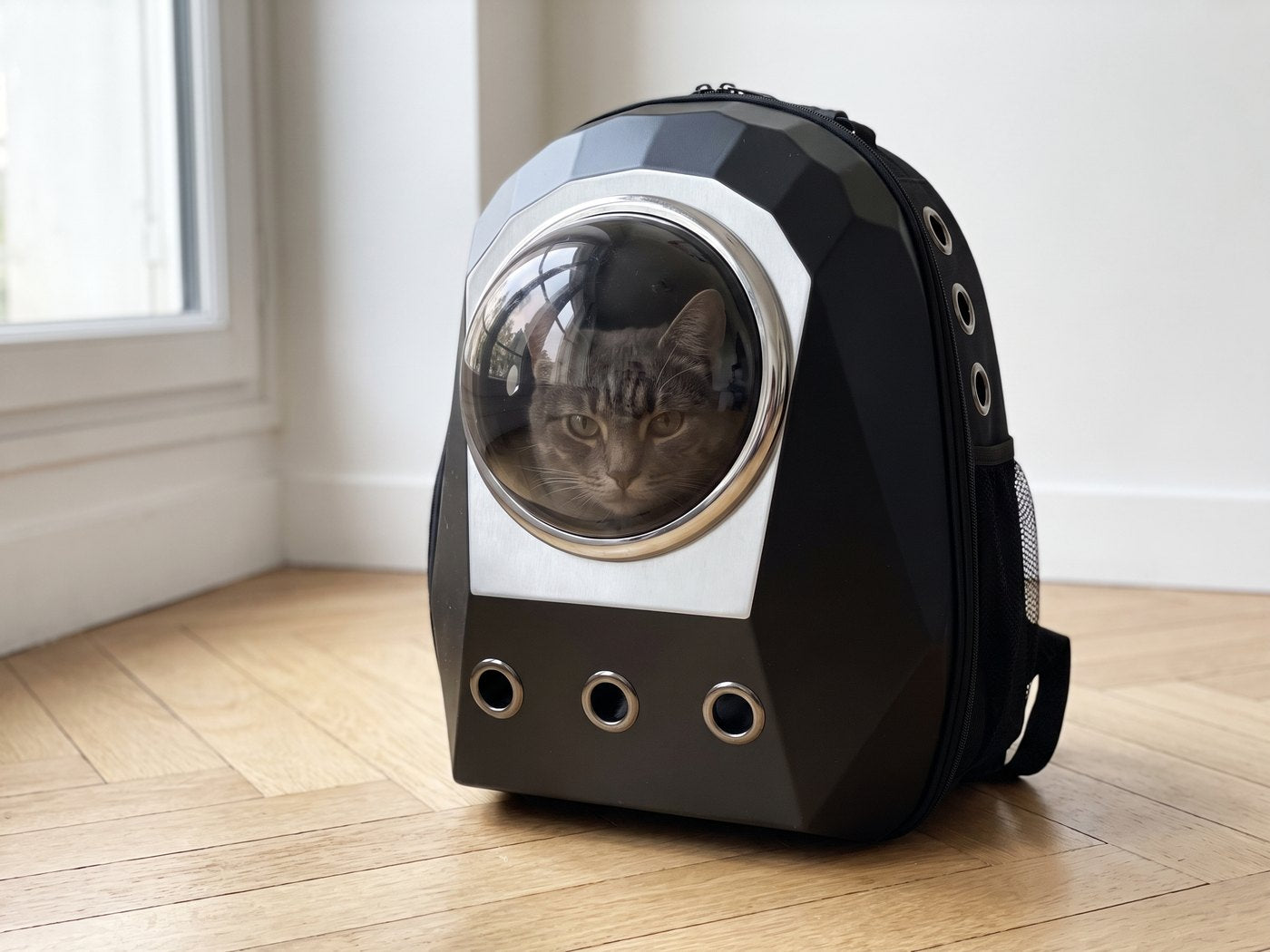 Chat installé dans le sac à dos Pelux, tête visible à travers le hublot bombé transparent
