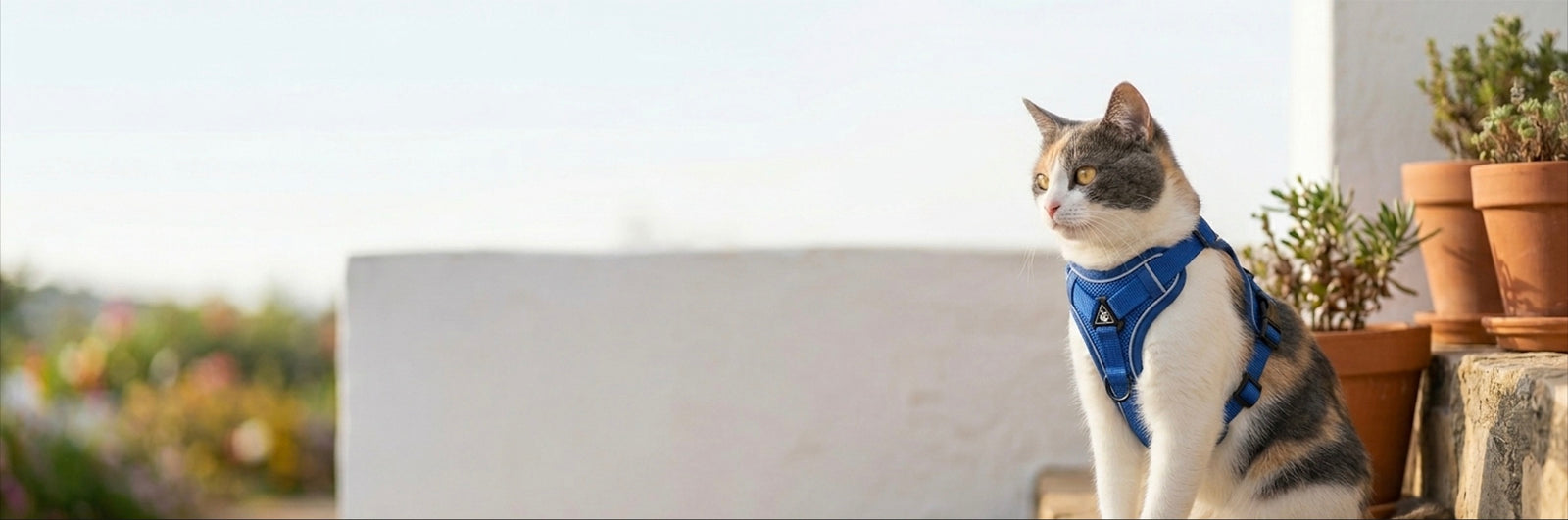 Chat en harnais Pelux bleu, assis au soleil sur un muret devant la maison
