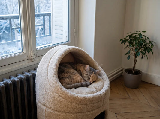 Chat changeant de couchage selon la saison