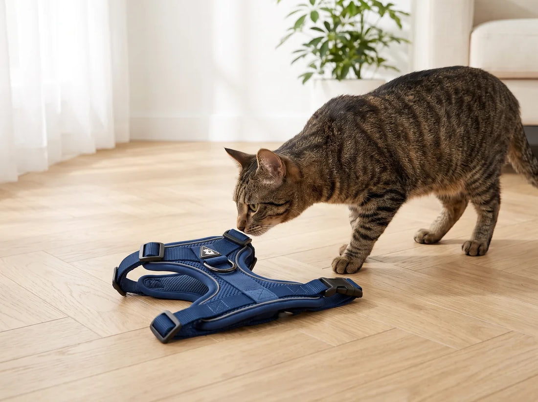Chat découvrant son harnais-veste posé au sol à l'intérieur