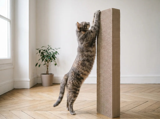 Chat étiré de tout son long contre un griffoir vertical
