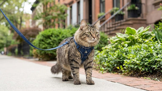 Chat en harnais-veste ajusté tenu en laisse au bord d'une rue lors d'une sortie supervisée, à l'écart de la circulation