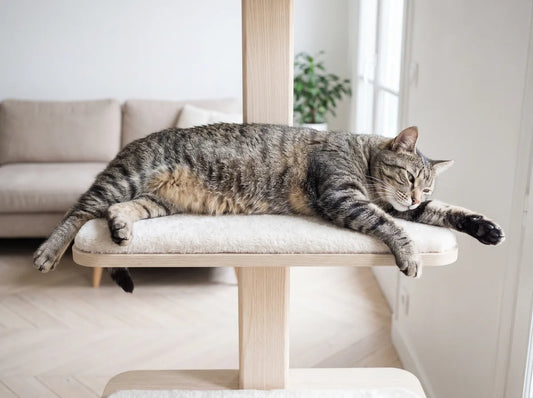 Chat installé sur la plateforme large d'un arbre à chat en bois