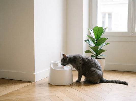 Fontaine à eau pour chat placée à l'écart dans un salon