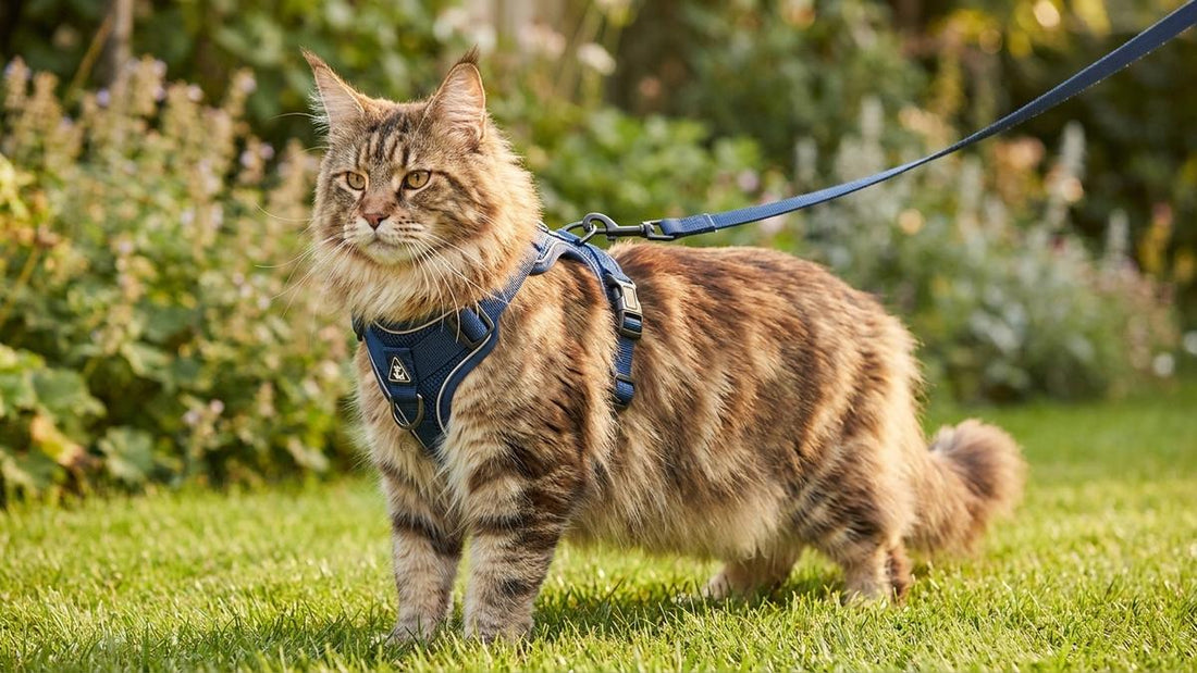 Maine Coon portant un harnais-veste bleu marine ajusté, tenu en laisse dans un jardin lors d'une promenade surveillée