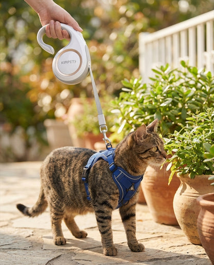 Laisse d'exploration rétractable Pelux tenue en main, chat portant le harnais bleu en balade sur une terrasse