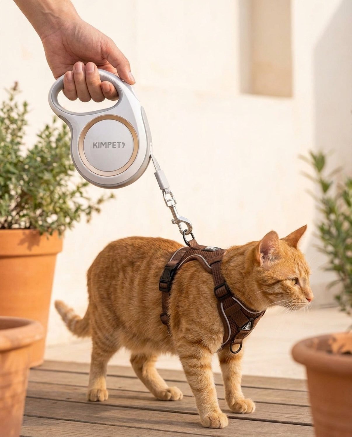 Laisse d'exploration Pelux, chat au harnais café explorant une terrasse en bois ensoleillée