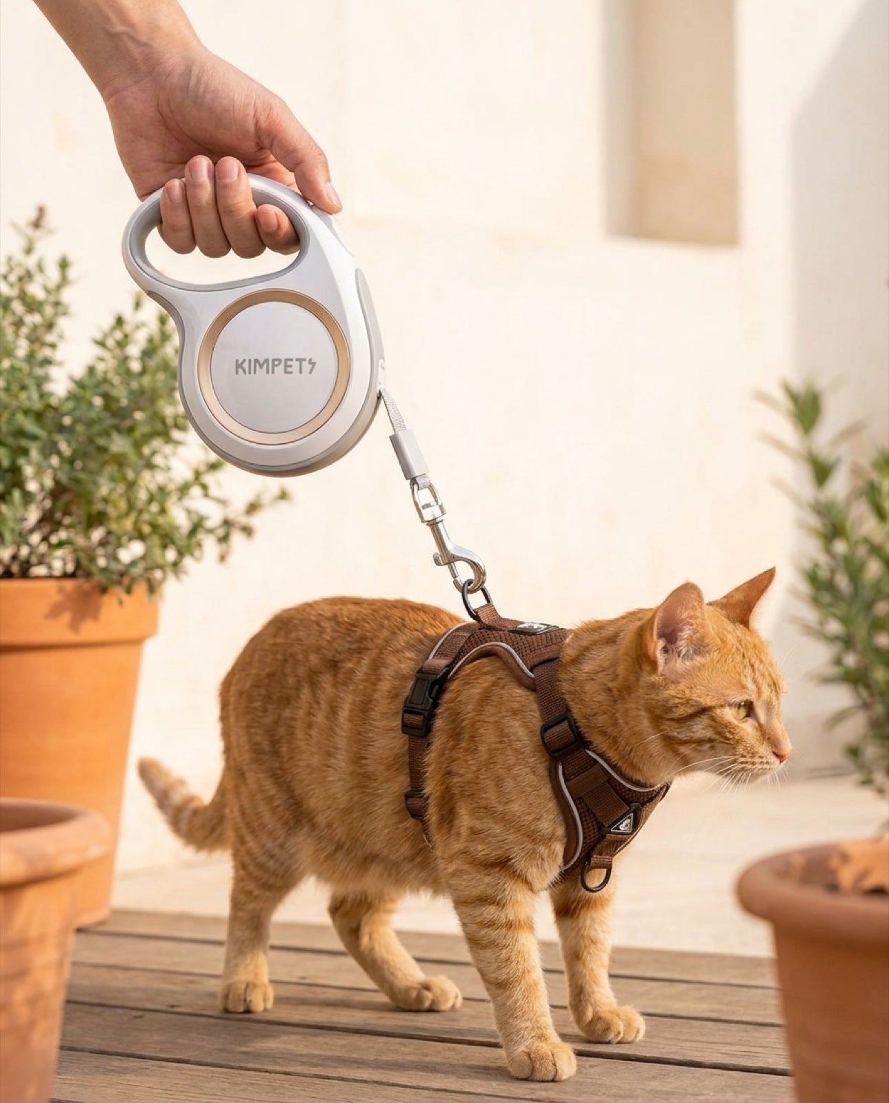 Laisse d'exploration Pelux, chat au harnais café explorant une terrasse en bois ensoleillée