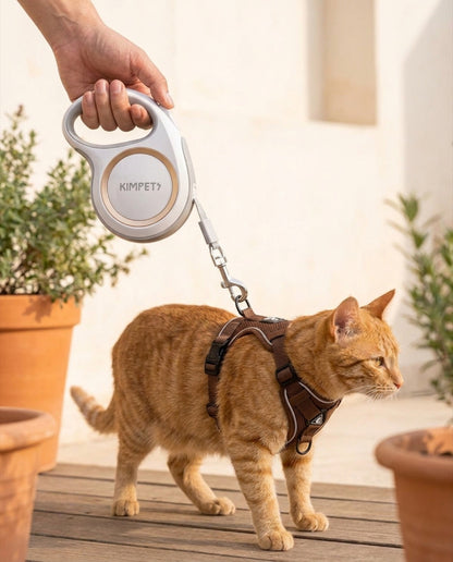 Laisse d'exploration Pelux, chat au harnais café explorant une terrasse en bois ensoleillée