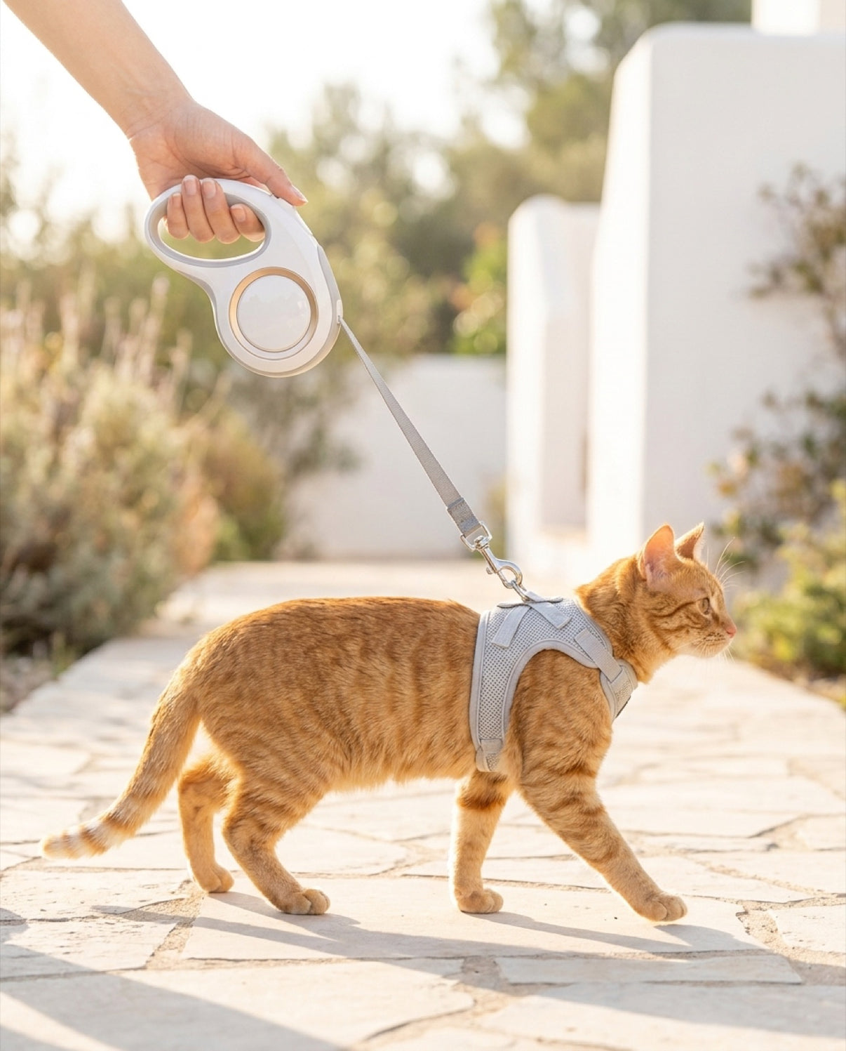 Laisse d'exploration Pelux, chat au harnais gris sur une allée de pierre au petit matin