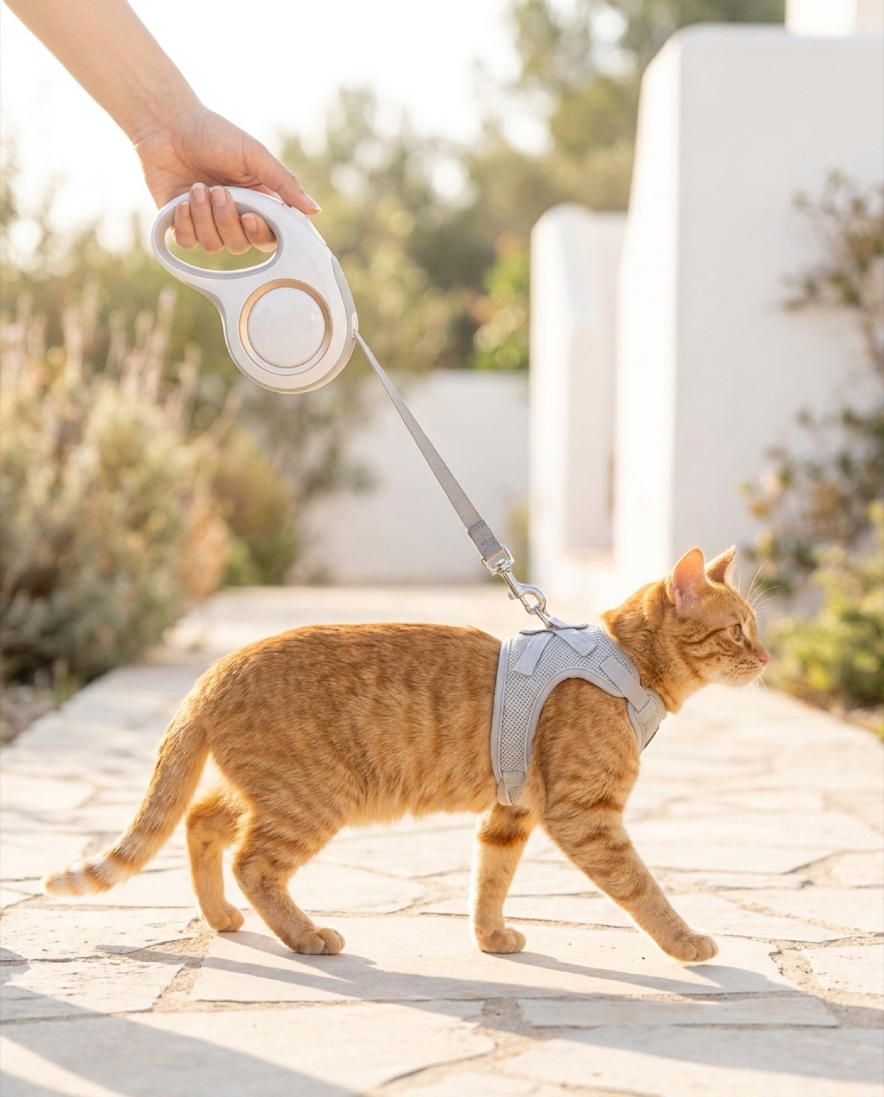 Laisse d'exploration Pelux, chat au harnais gris sur une allée de pierre au petit matin