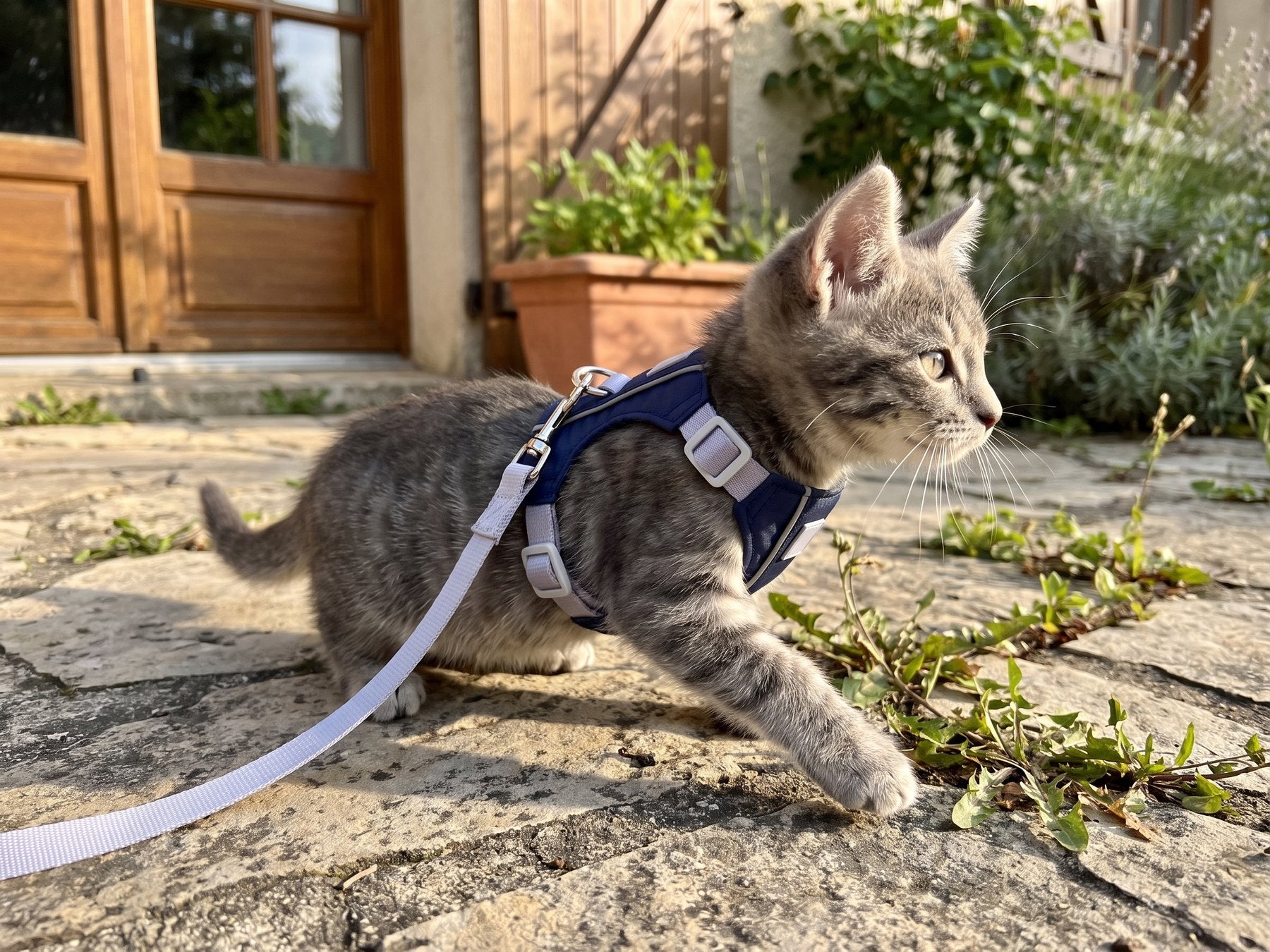 Chaton portant le harnais réfléchissant Pelux lors d'une première sortie