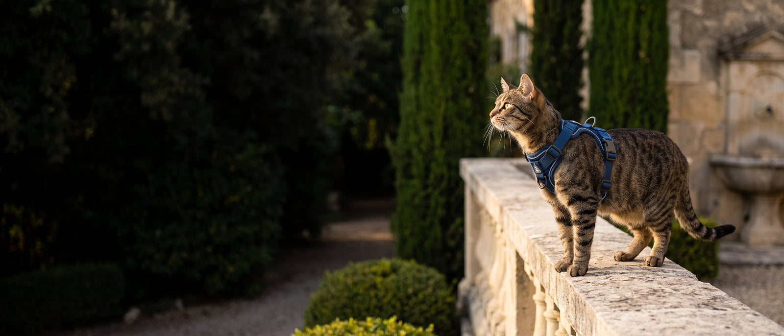Chat portant le harnais-veste Pelux sur une balustrade de pierre, dans un parc à l'heure dorée