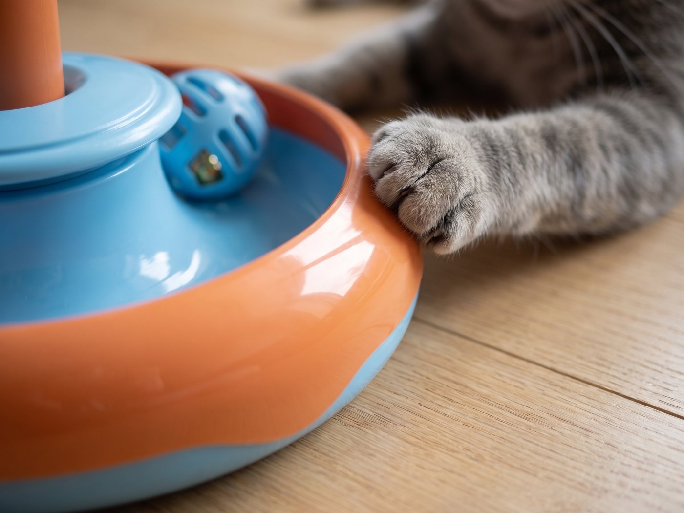 Gros plan sur le rail arrondi du plateau et la patte d'un chat