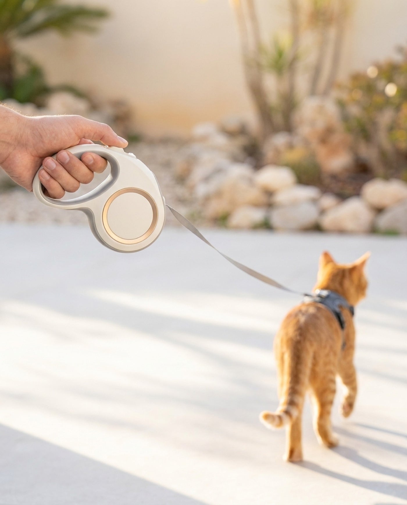 Chat en harnais explorant devant, tenu par la laisse rétractable Pelux