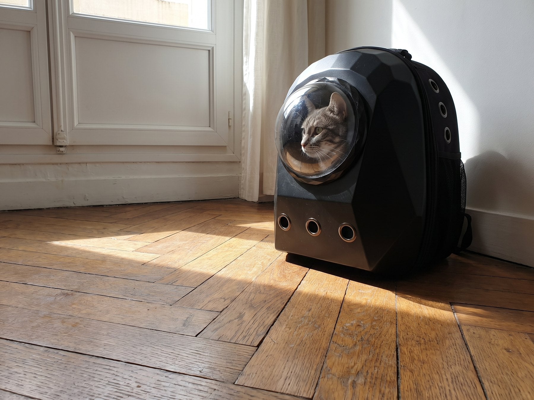 Chat regardant par le hublot bombé du sac à dos bulle Pelux