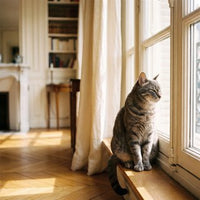 Chat européen tigré assis au rebord d'une fenêtre haussmannienne