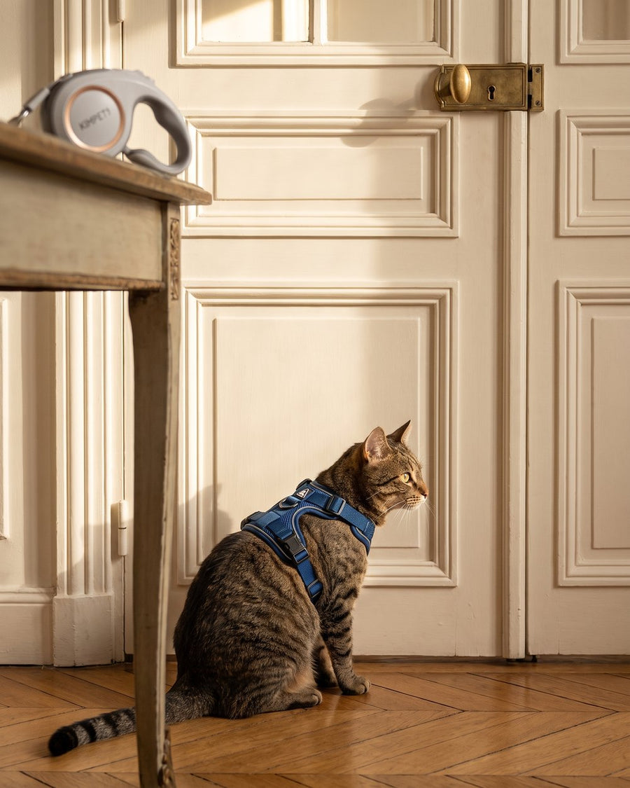 Chat portant le harnais-veste Pelux