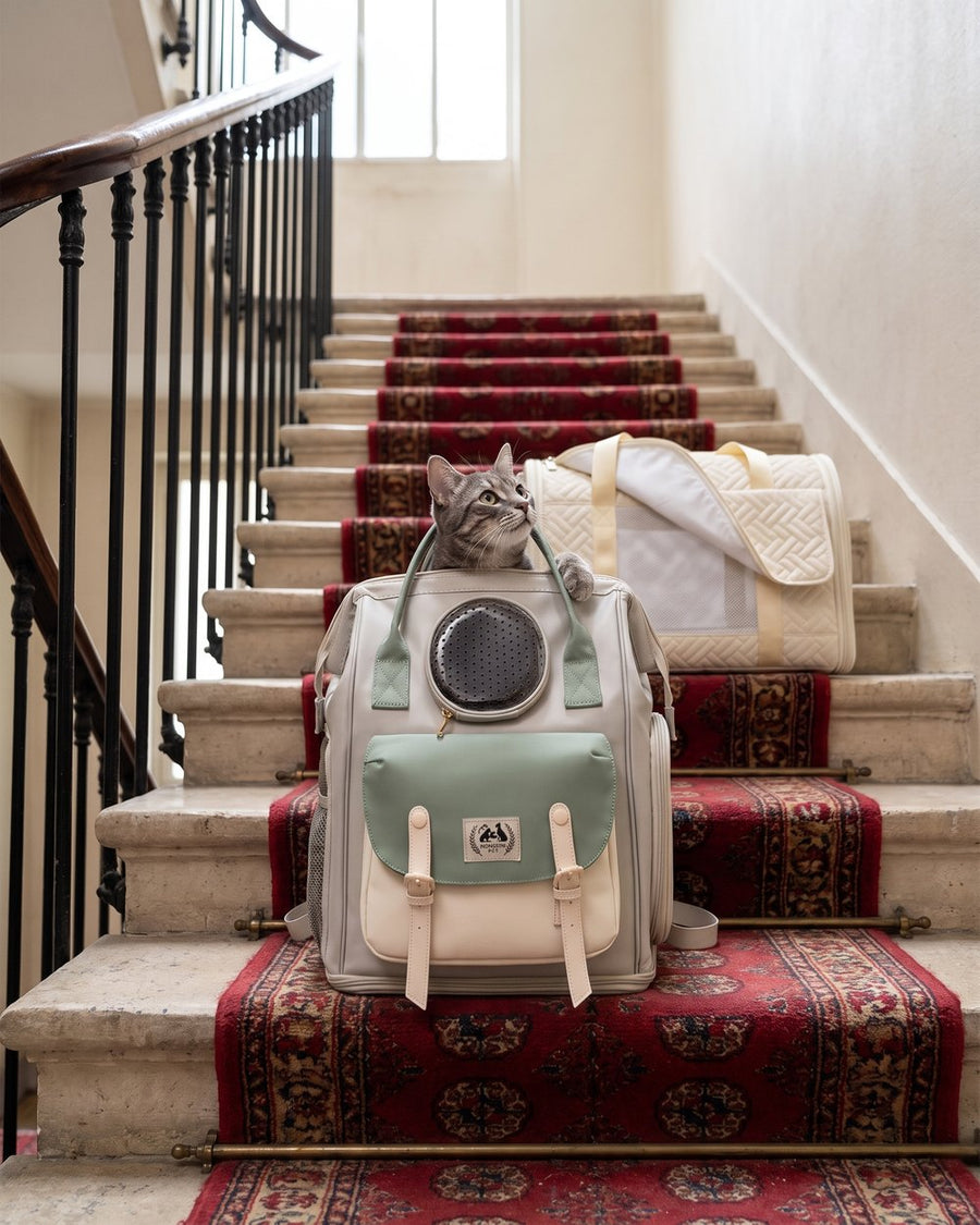 Chat installé dans le sac à dos d'exploration Pelux
